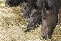 Horses eating hay200xx1599 1066 0 67